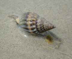 Nassarius
