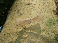 Macrosoma rubedinaria