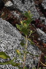 Hazardia whitneyi discoidea