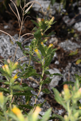 Hazardia whitneyi discoidea