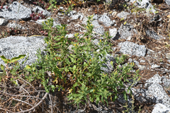 Hazardia whitneyi discoidea