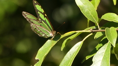 Philaethria wernickei