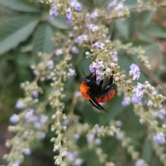Bombus atripes