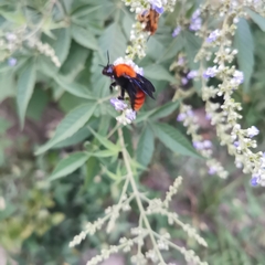Bombus atripes