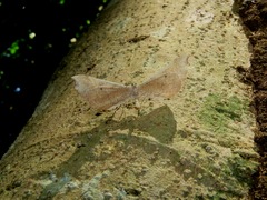 Macrosoma rubedinaria