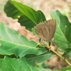 Arhopala rama