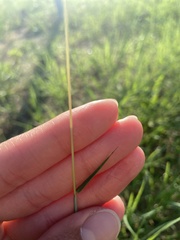 Bothriochloa laguroides
