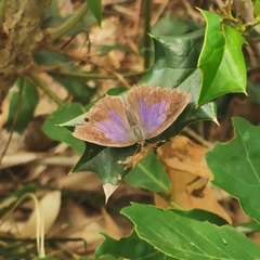 Arhopala rama