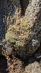 Draba pterosperma