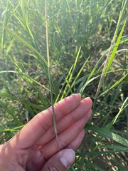 Bothriochloa laguroides