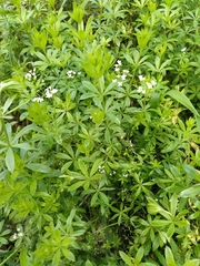 Galium rivale