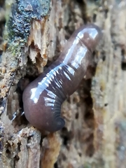 Microplana terrestris