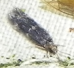 Hydroptilidae