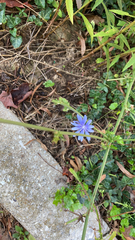 Cichorium intybus