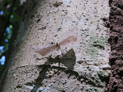 Macrosoma rubedinaria
