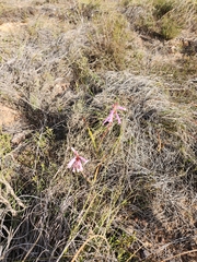 Watsonia aletroides