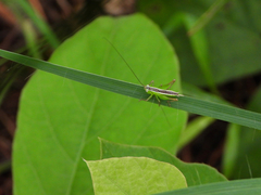 Conocephalus exemptus