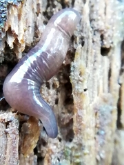 Microplana terrestris