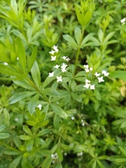 Galium rivale