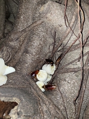 Periplaneta australasiae