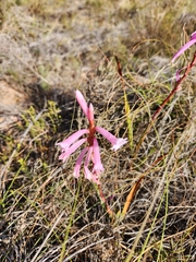 Watsonia aletroides