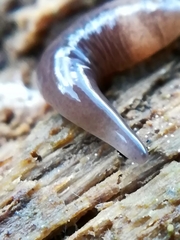 Microplana terrestris