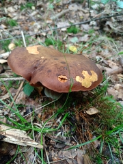 Neoboletus erythropus