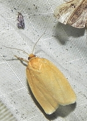 Clepsis clemensiana