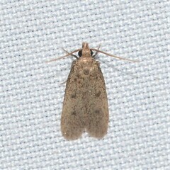 Glyphidocera juniperella
