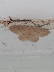 Lambdina fiscellaria