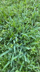 Stenotaphrum secundatum