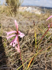 Watsonia aletroides