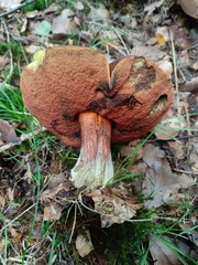 Neoboletus erythropus