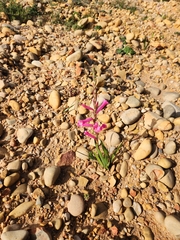 Watsonia aletroides