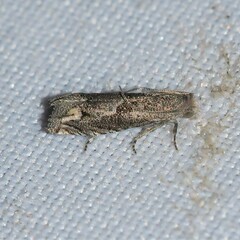 Epiblema minutana