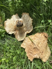 Lactarius pubescens