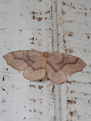 Lambdina fiscellaria