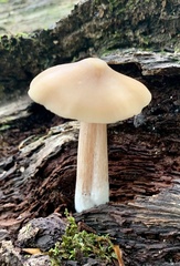 Entoloma