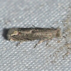 Epiblema minutana
