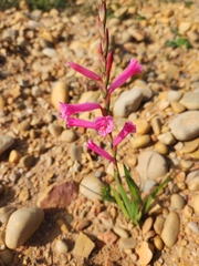 Watsonia aletroides