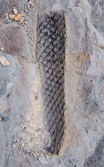 Lepidodendron
