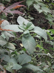 Lysimachia clethroides