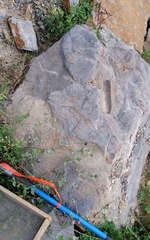 Lepidodendron