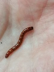 Tenebrioninae