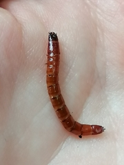Tenebrioninae