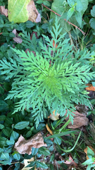 Ambrosia artemisiifolia