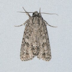 Acronicta impleta