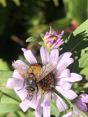 Paradejeania rutilioides