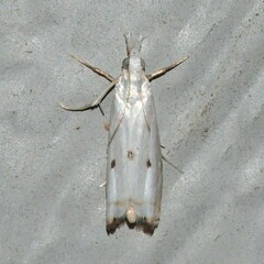 Microcrambus biguttellus