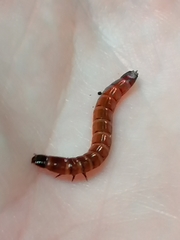 Tenebrioninae
